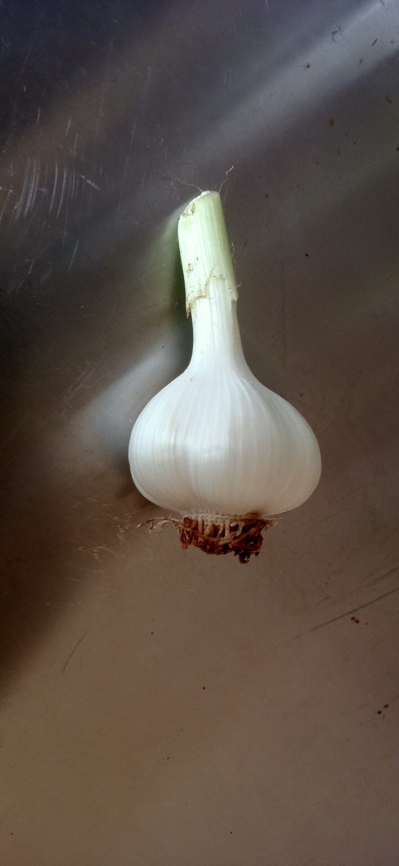 鲜蒜