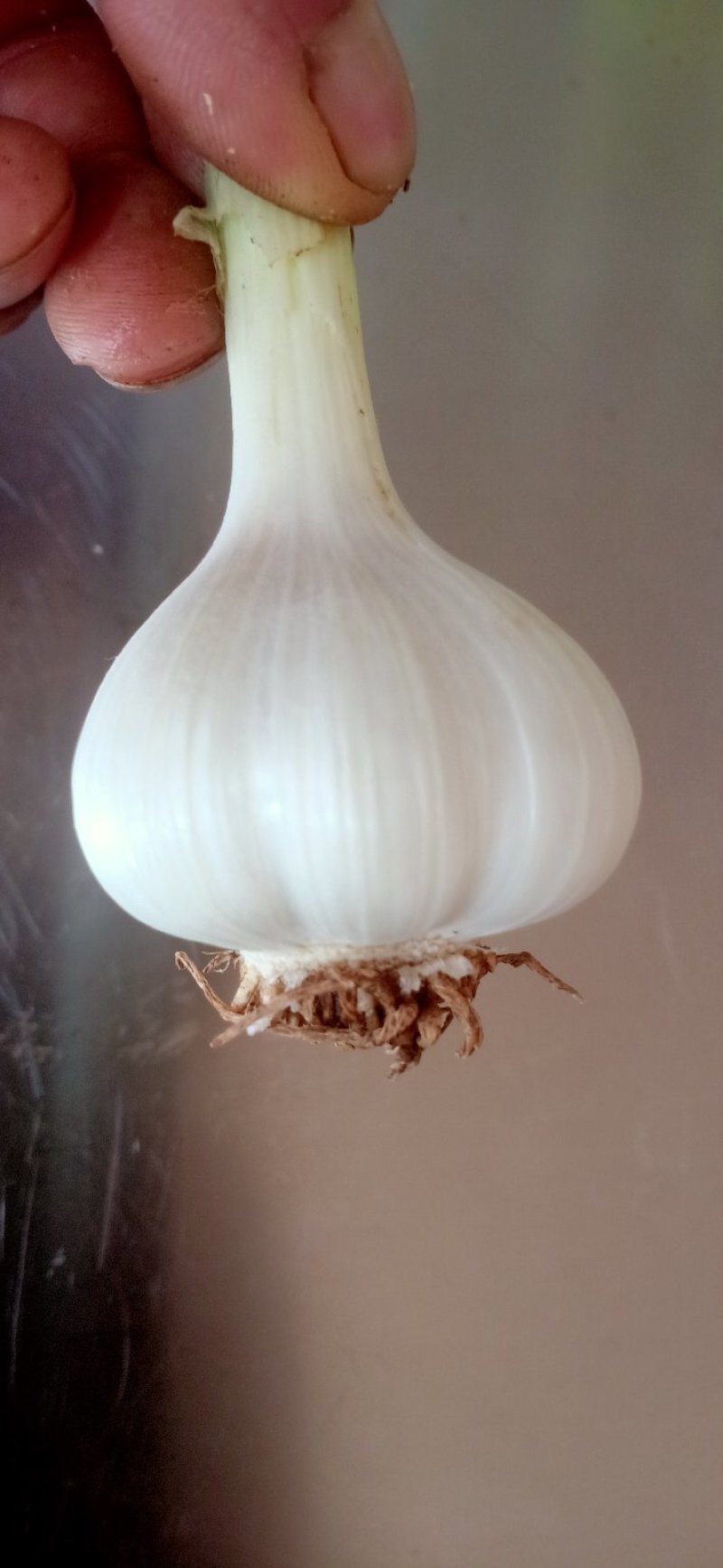 鲜蒜