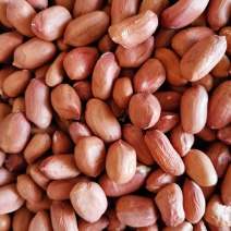 水煮炒货用精选花生米2024年新货大量供应欢迎选购