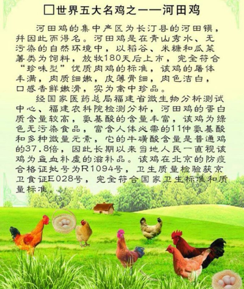 鸡