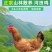鸡