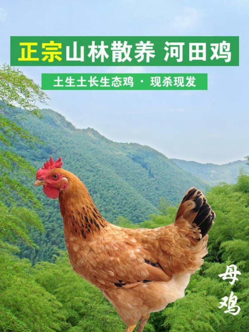 鸡