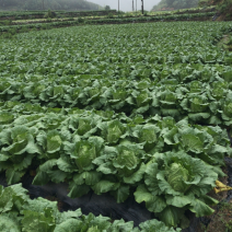 宁德市古田县高山精品夏阳白菜