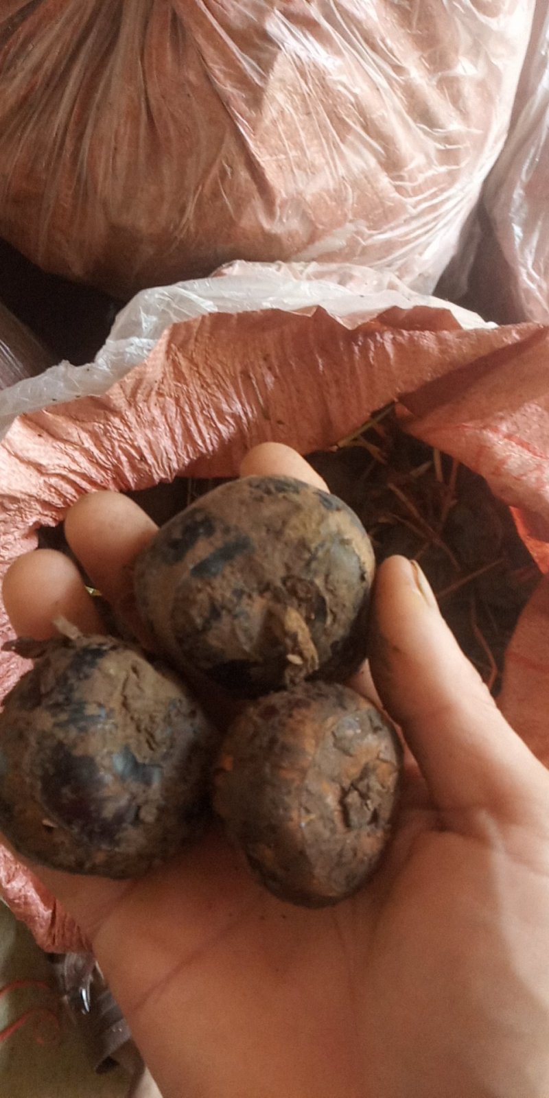 新鲜脆甜可口的桂林特产有（地下雪梨）之称的马蹄果，常年供应