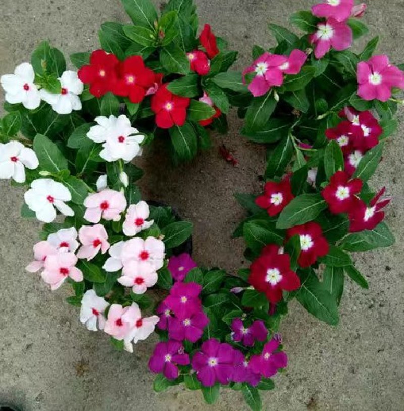 长春花种子日日春四季开花易种易活花海庭院花种