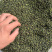 干花椒正宗江津干花椒大量现货一手货源现货