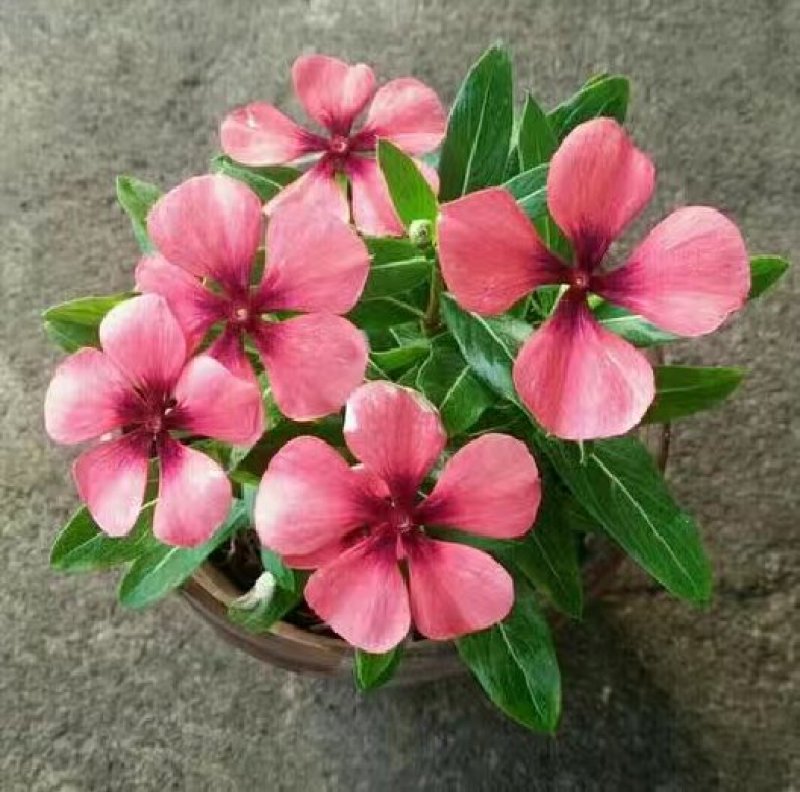 长春花种子日日春四季开花易种易活花海庭院花种