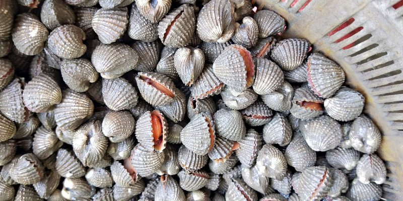 鲜活宁蛤鲜活血蛤三门泥银蚶蛤蜊可生呛花哈贝类海鲜水产