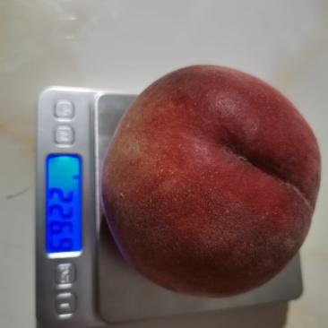 毛桃