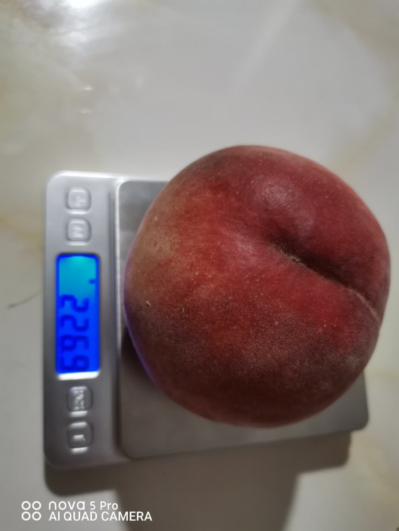 毛桃