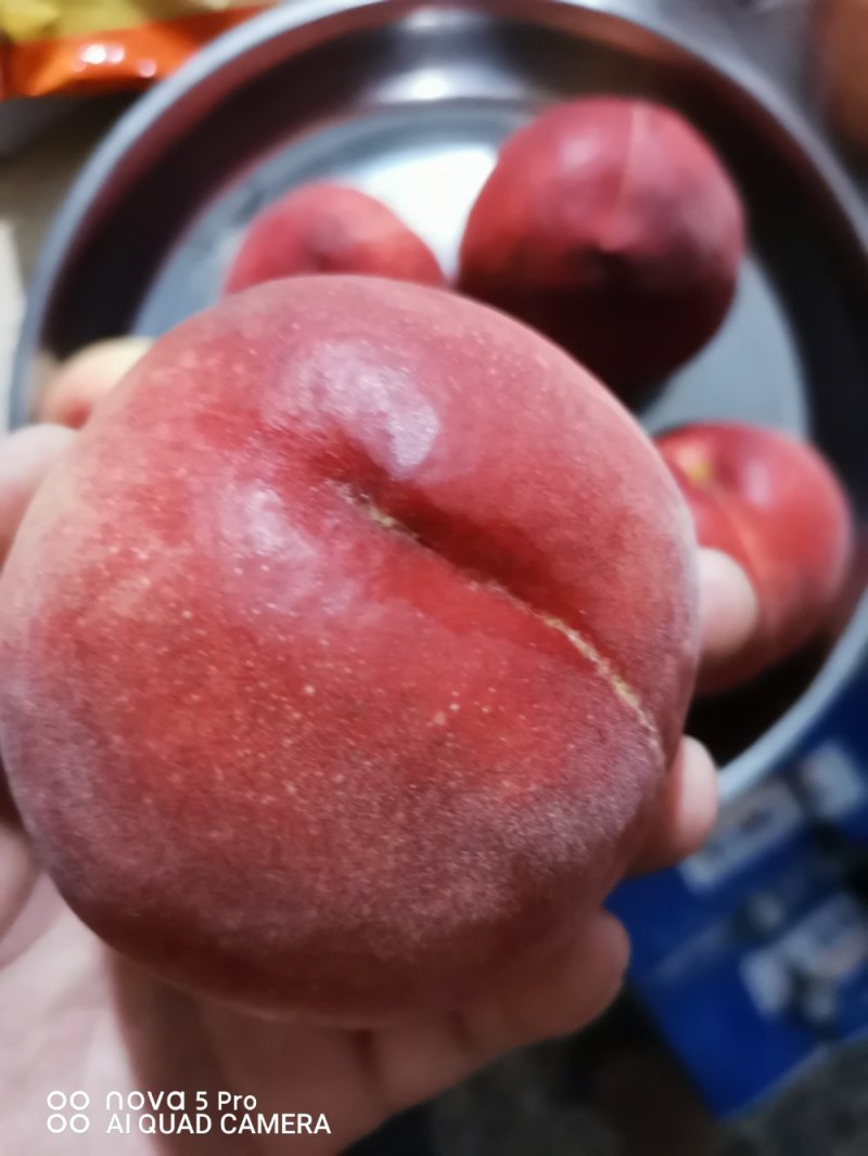毛桃