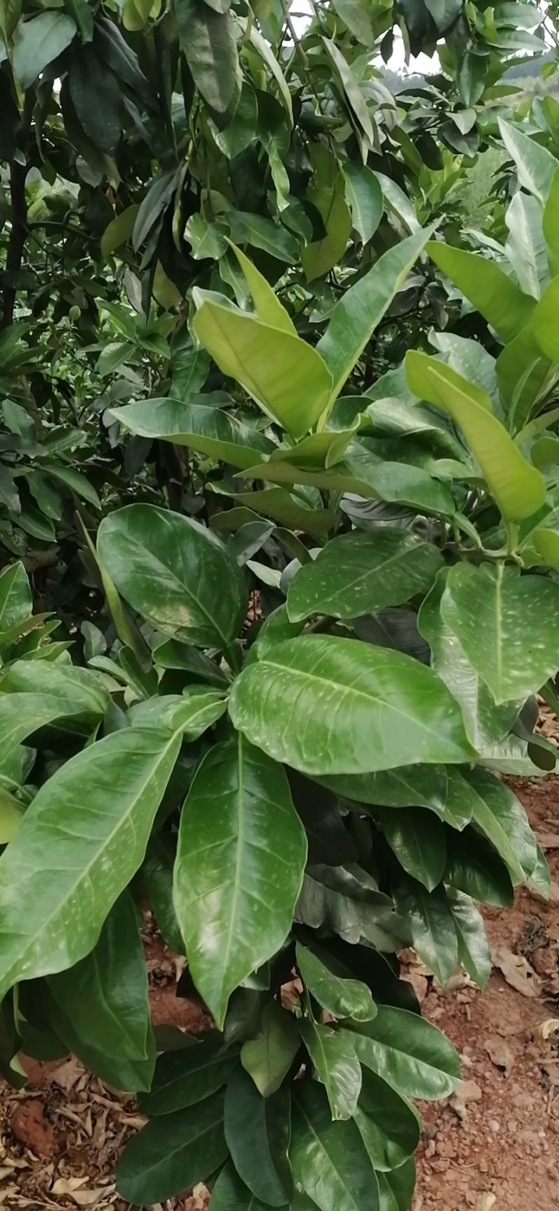 红柚