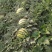 甜王头茬西瓜大量上市，河北石家庄正定点籽直播，又沙又甜