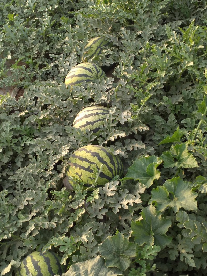 甜王头茬西瓜大量上市，河北石家庄正定点籽直播，又沙又甜