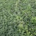 甜王头茬西瓜大量上市，河北石家庄正定点籽直播，又沙又甜