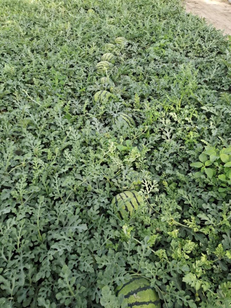 甜王头茬西瓜大量上市，河北石家庄正定点籽直播，又沙又甜