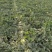 甜王头茬西瓜大量上市，河北石家庄正定点籽直播，又沙又甜