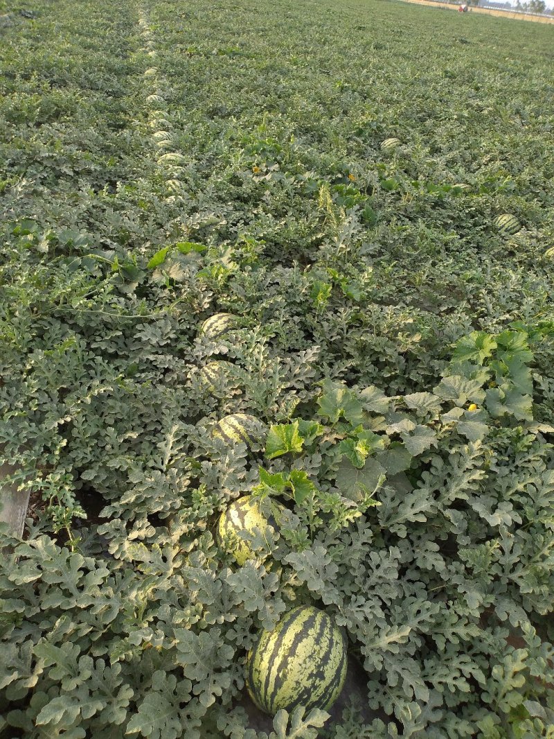 甜王头茬西瓜大量上市，河北石家庄正定点籽直播，又沙又甜