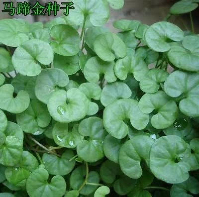 马蹄金种子草籽草坪种子小金钱草铜钱草种子四季常青耐高温绿
