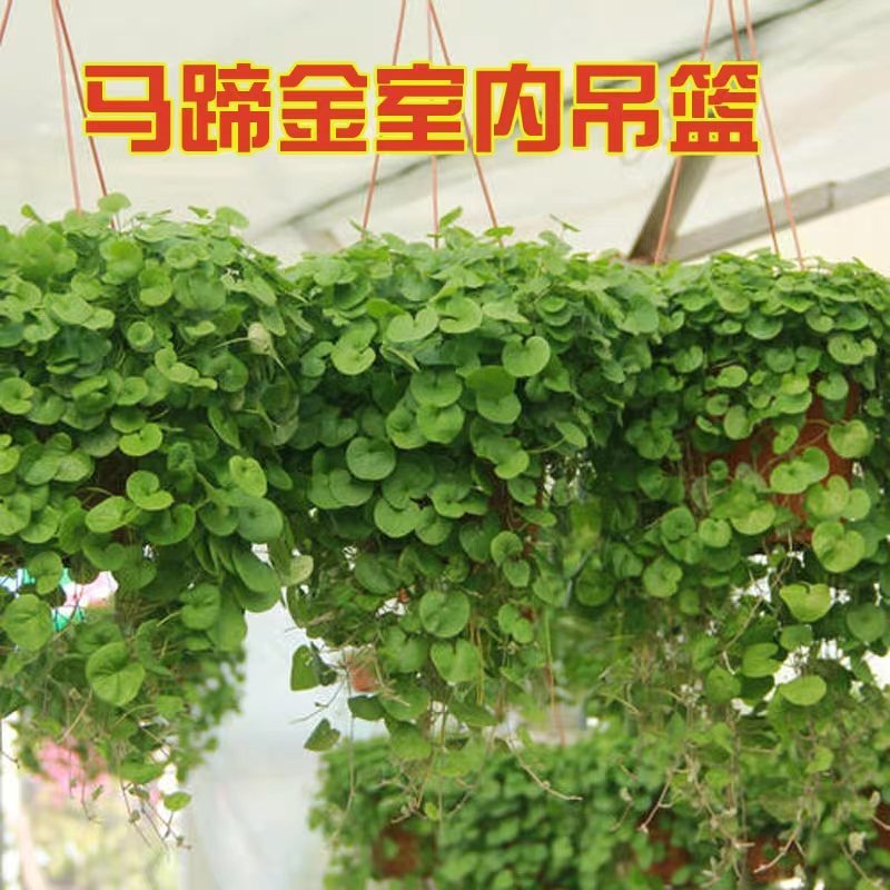 马蹄金种子草籽草坪种子小金钱草铜钱草种子四季常青耐高温绿