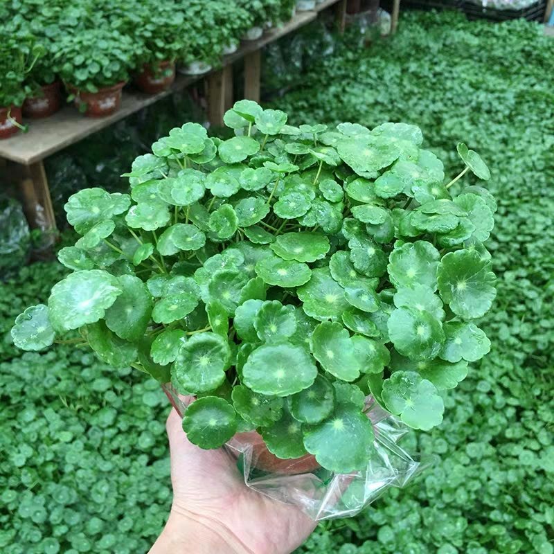马蹄金种子草籽草坪种子小金钱草铜钱草种子四季常青耐高温绿
