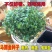 马蹄金种子草籽草坪种子小金钱草铜钱草种子四季常青耐高温绿