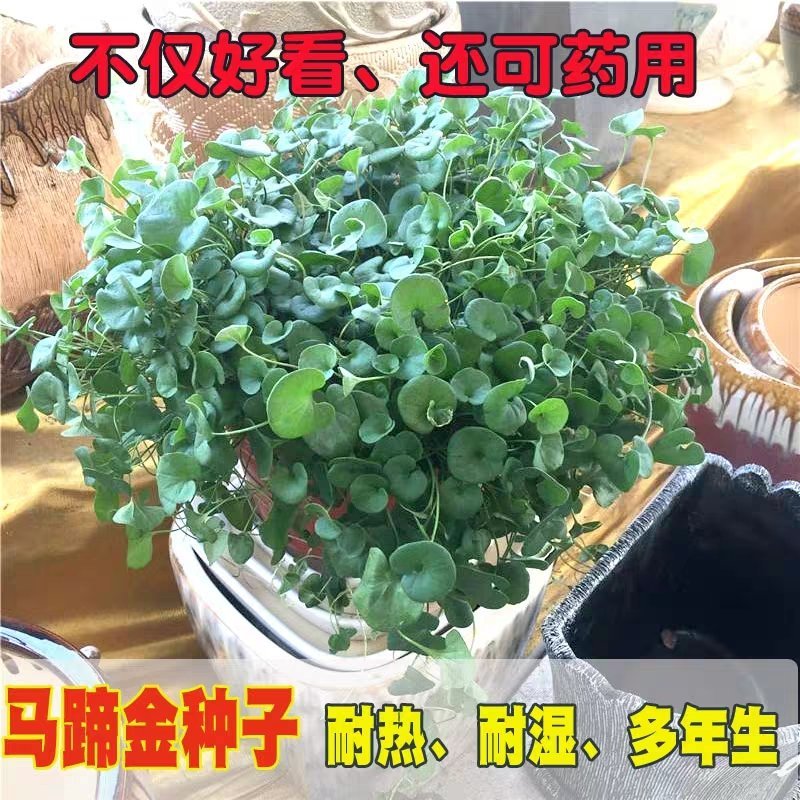 马蹄金种子草籽草坪种子小金钱草铜钱草种子四季常青耐高温绿