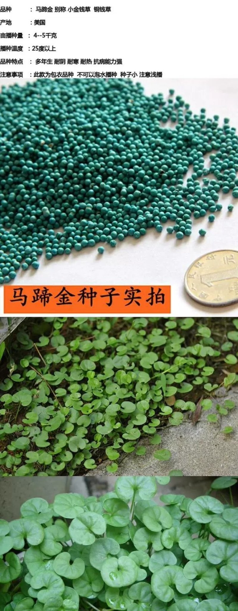 马蹄金种子草籽草坪种子小金钱草铜钱草种子四季常青耐高温绿