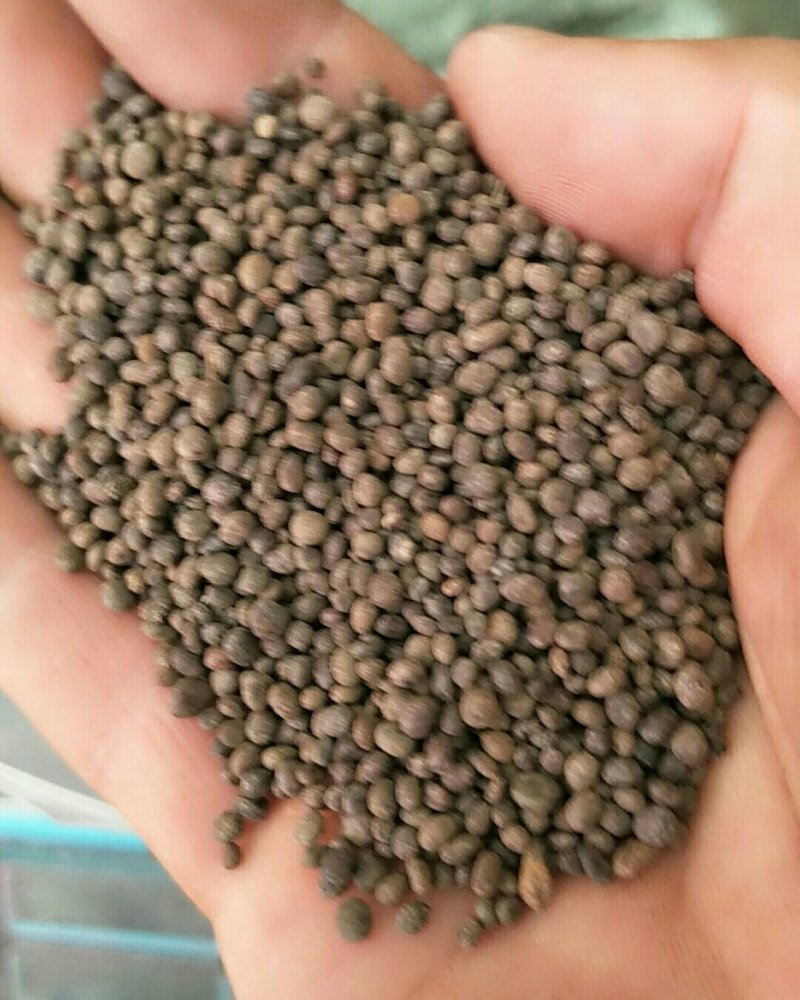 急性子，常年批发供应急性子，中药材