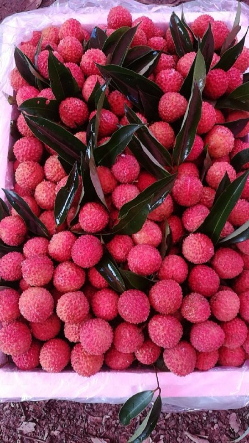 广东玉荷包已经大量上市了