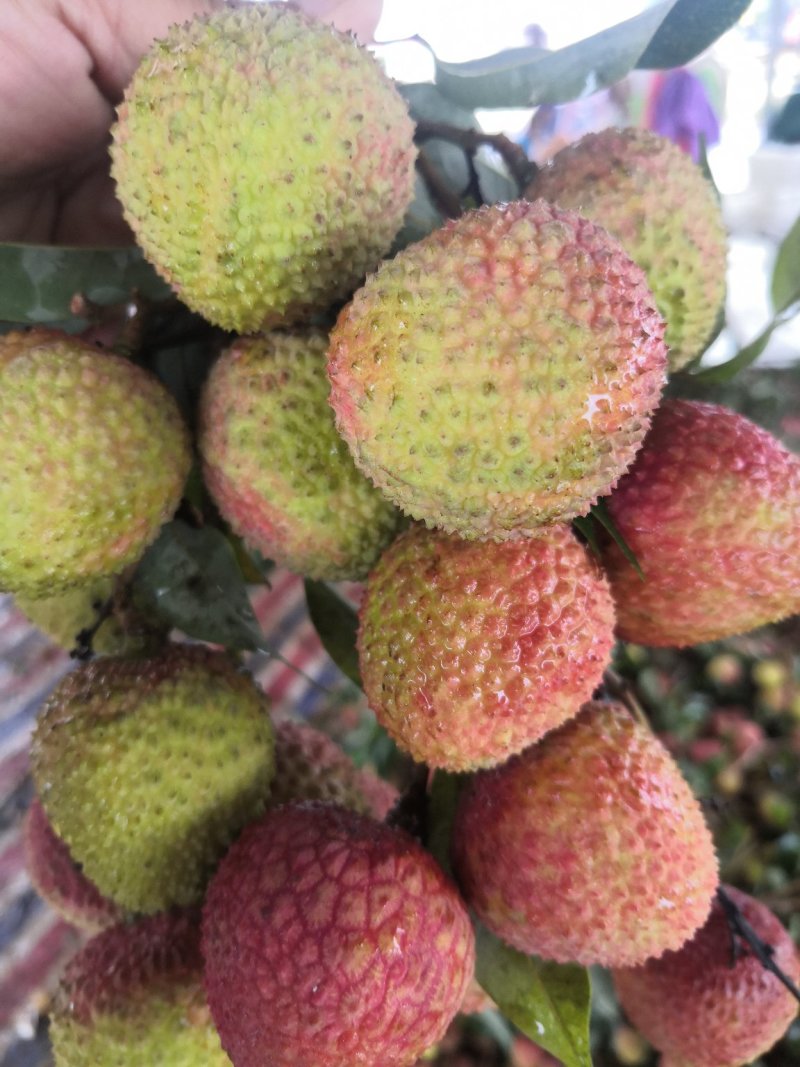 广东玉荷包已经大量上市了