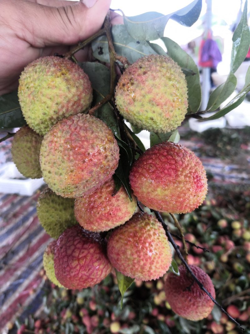 广东玉荷包已经大量上市了