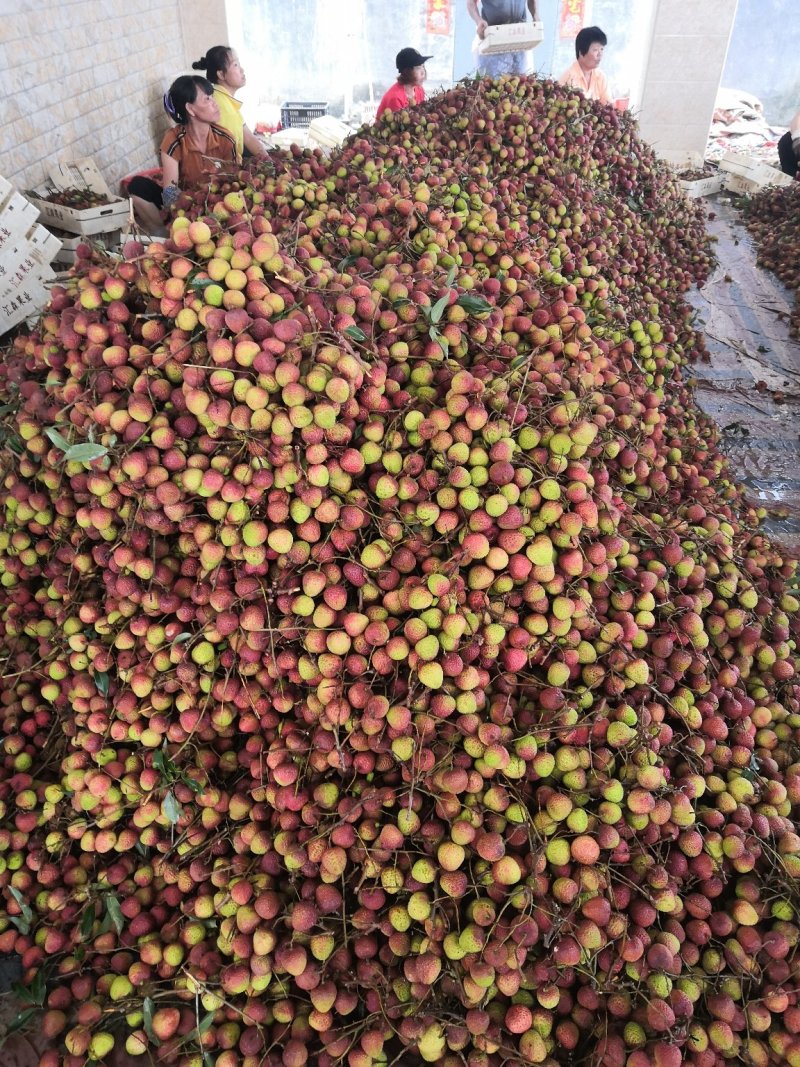 广东玉荷包已经大量上市了