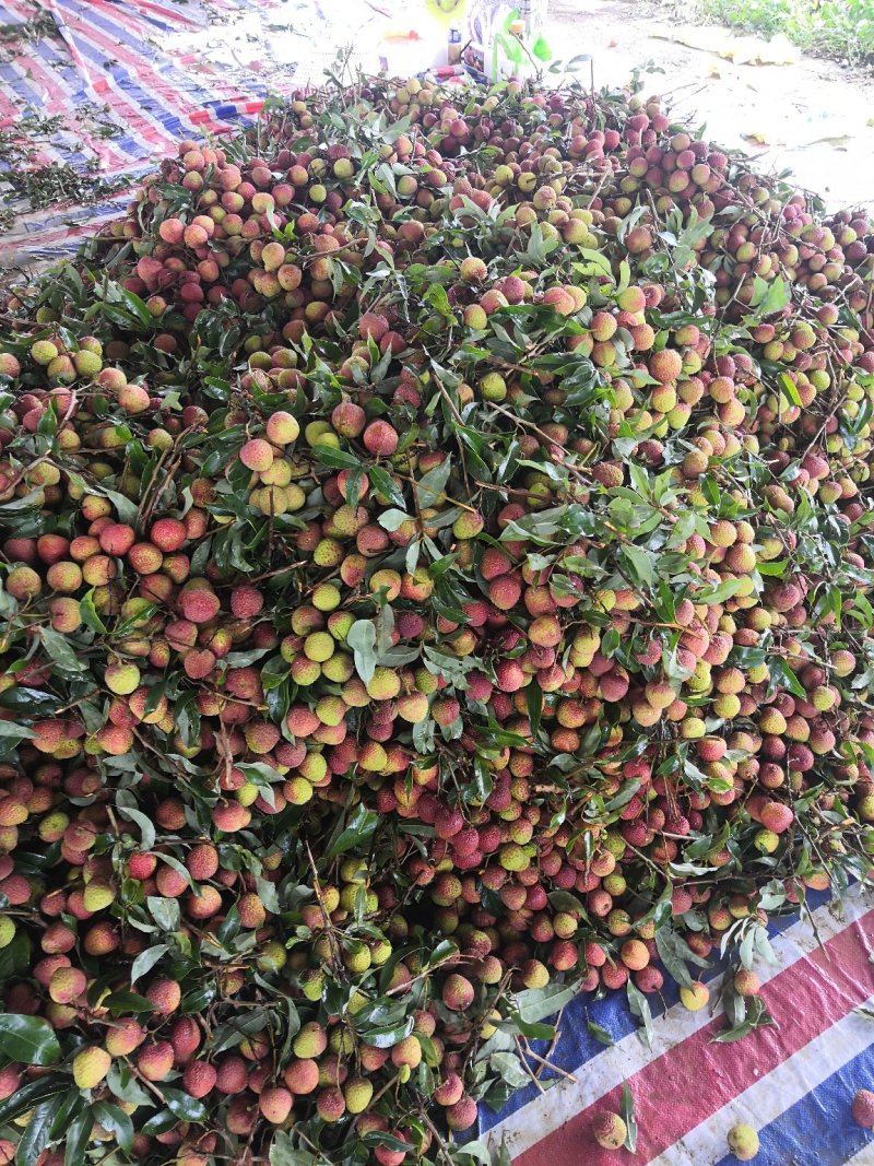 广东玉荷包已经大量上市了