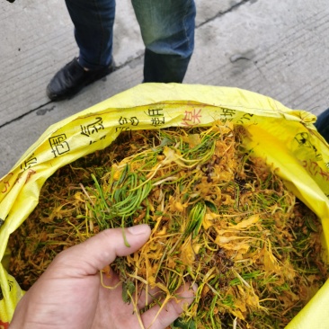 金银花(山银花),湖南湘宇农业优质产品今年新货上市价格美