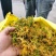 金银花(山银花),湖南湘宇农业优质产品今年新货上市价格美