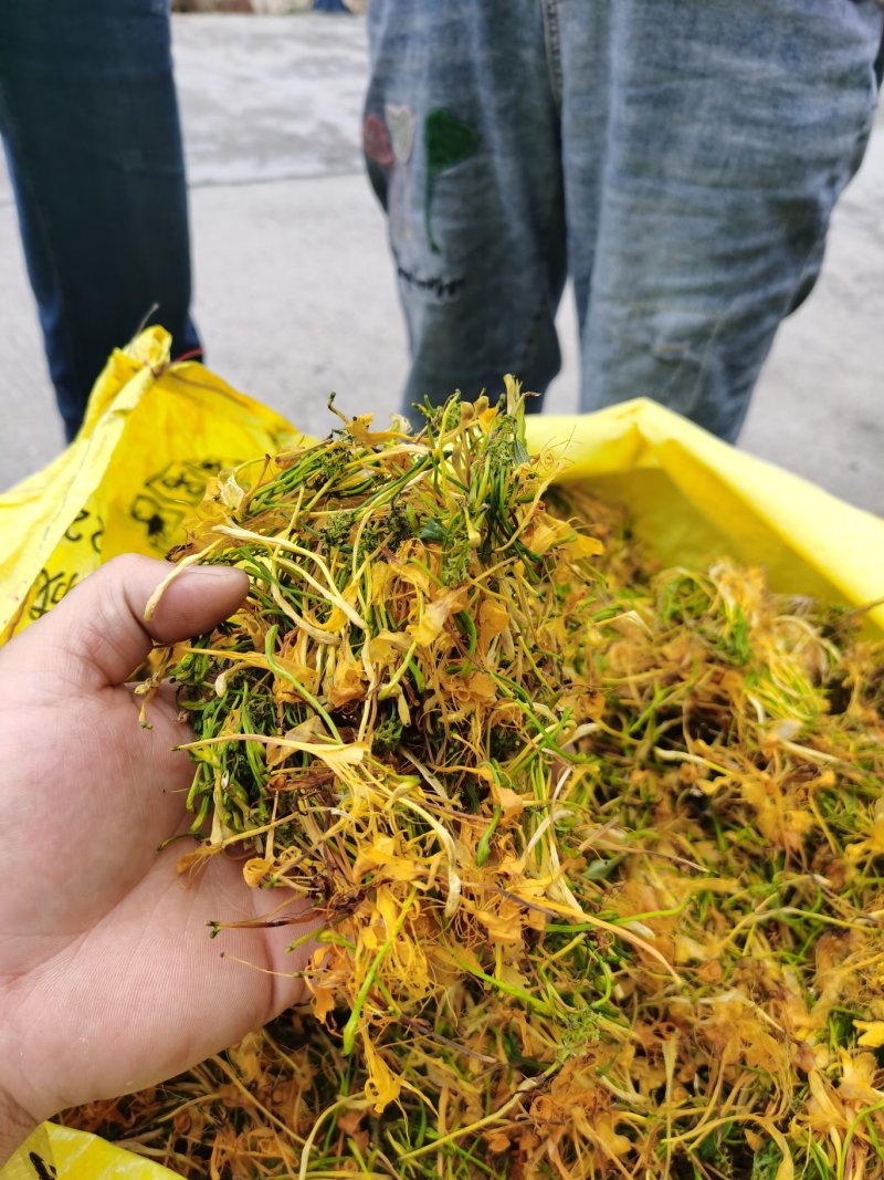 金银花（山银花），湖南湘宇农业优质产品今年新货上市价格美