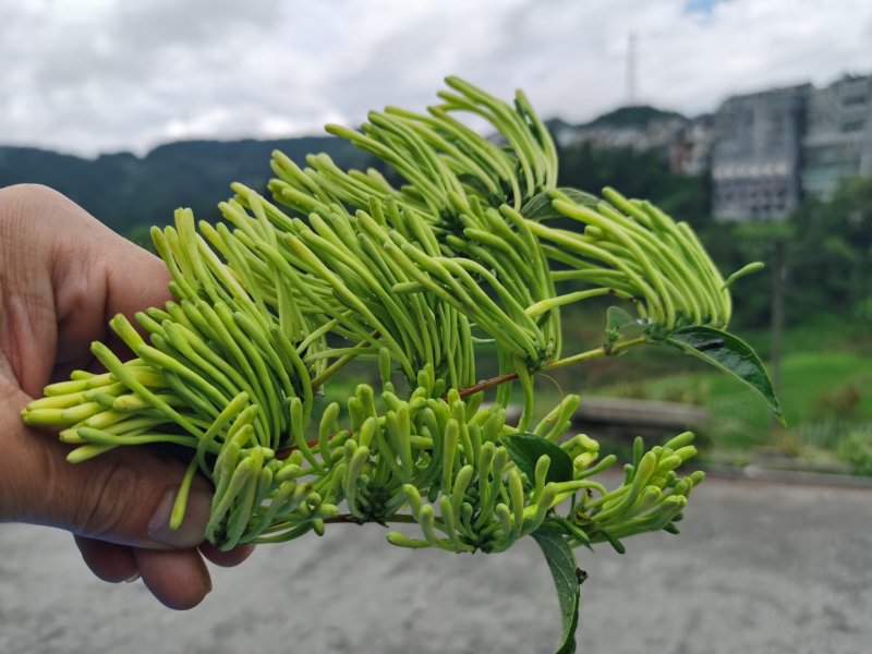 金银花（山银花），湖南湘宇农业优质产品今年新货上市价格美