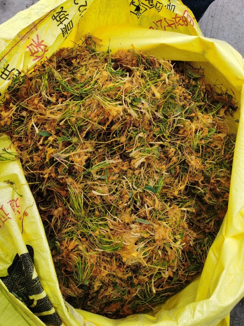 金银花（山银花），湖南湘宇农业优质产品今年新货上市价格美
