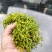金银花(山银花),湖南湘宇农业优质产品今年新货上市价格美