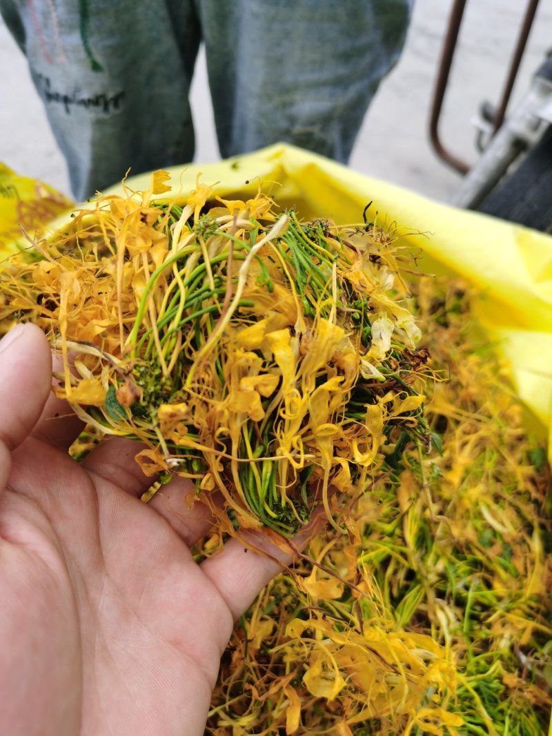 金银花（山银花），湖南湘宇农业优质产品今年新货上市价格美