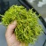 金银花(山银花),湖南湘宇农业优质产品今年新货上市价格美