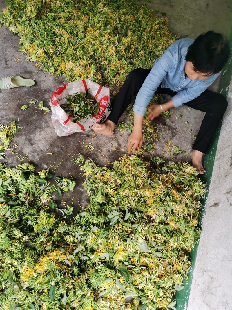 金银花（山银花），湖南湘宇农业优质产品今年新货上市价格美