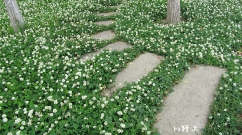 白三叶种子易活四季常青绿化车轴草果园绿肥三叶