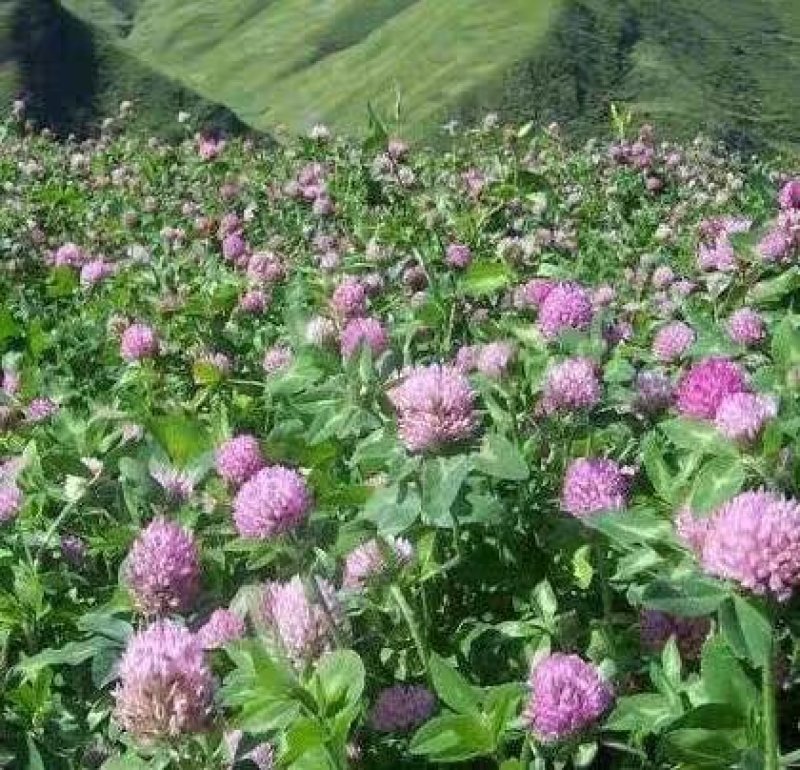 白三叶种子易活四季常青绿化车轴草果园绿肥三叶