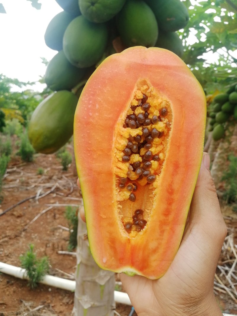 雷州冰糖红心木瓜大青品种顺丰一件代发
