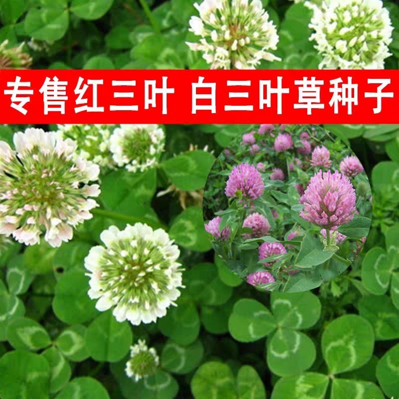 白三叶种子易活四季常青绿化车轴草果园绿肥三叶