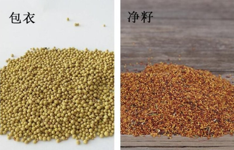 白三叶种子易活四季常青绿化车轴草果园绿肥三叶