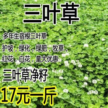 白三叶种子易活四季常青绿化车轴草果园绿肥三叶