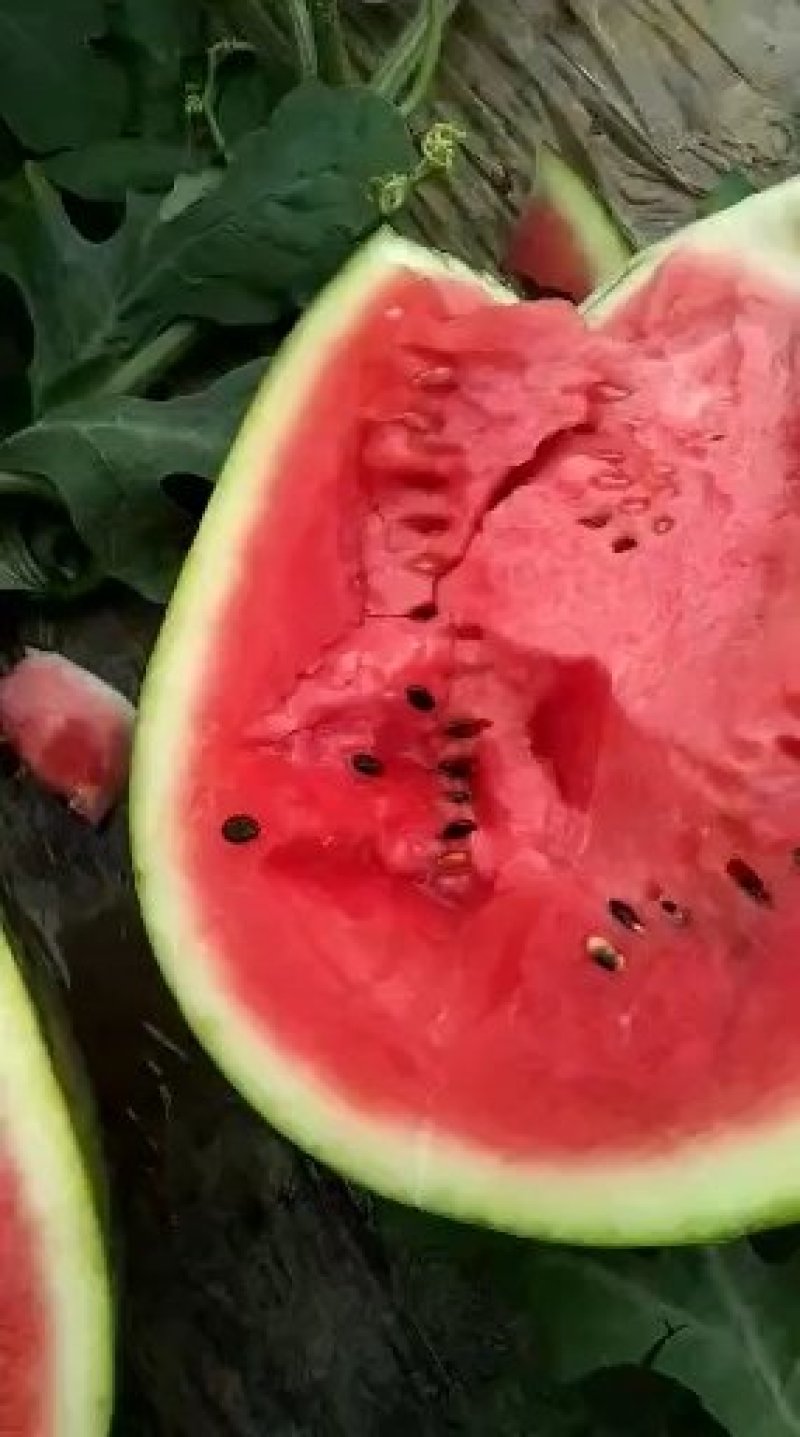 西瓜大棚甜王，大红瓤，含糖量高耐运输